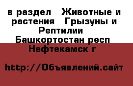  в раздел : Животные и растения » Грызуны и Рептилии . Башкортостан респ.,Нефтекамск г.